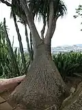 Beaucarnea recurvata.