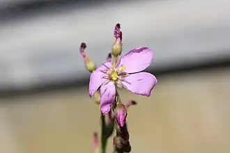 Rossolis d'Alice dans une serre du jardin botanique