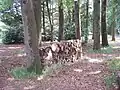 Tas de bois laissé pour se décomposer