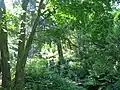 Vue vers l'Ouest prise du « ravin » au fond du Jardin.