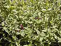 Jasminum beesianum.