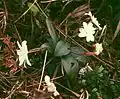 Jasminum nobile