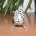 Jaspe dalmatien.