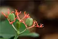 Fruits de Jatropha podagrica.
