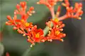 Gros plan de Jatropha podagrica.