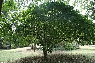 Description de l'image Jatropha Pandurifolia -05.jpg.
