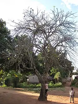 Vieux spécimen de J. curcas, assez haut (Mozambique).