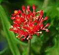 Inflorescence.