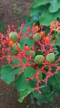 Jatropha podagrica.