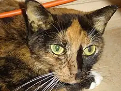 Description de l'image Jaundiced cat.jpg.