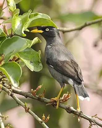 Acridotheres javanicus