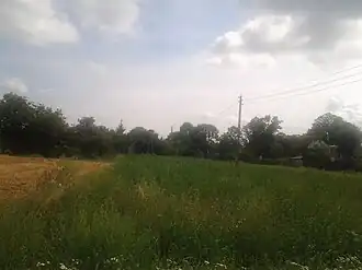 Jeżyki