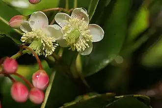 Floraison.