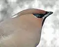 Tête.