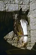 Tête d'un cheval brun foncé avec une grande marque blanche.