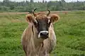 Vache jersiaise.