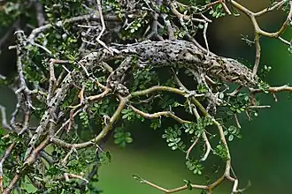 Description de l'image Jewelled gecko BPmale.jpg.