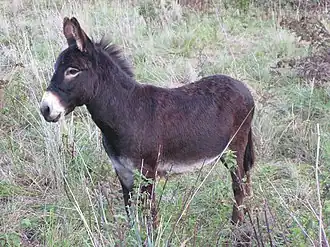 Equus asinus
