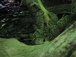 Ménagerie du jardin des plantes Paris/France