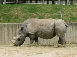 Rhinocéros blanc