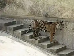 Tigre de Malaisie.