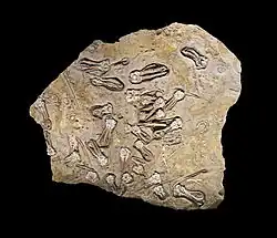 Fossile de Jimbacrinus bostocki Permien MHNT