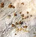 San Benito, États-Unis, cristaux : jusqu'à 1&nbsp;mm