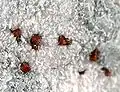 DallSan Benito, États-Unis, cristaux : jusqu'à 2&nbsp;mm