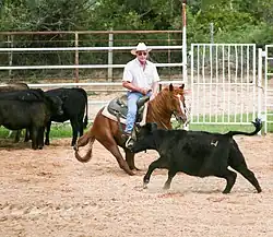 Un cavalier sur un cheval roux devant un veau noir