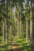 Johan Krouthén : Chemin forestier ensoleillé (1909)
