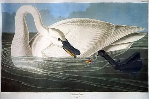 Cygne trompetteCygnus buccinator.