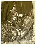 Trophée de chasse, tirage à l'albumine, 1854.