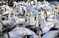 Le sanctuaire de cygnes.