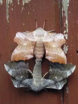 Accouplement de Sphinx du peuplier (Laothoe populi).