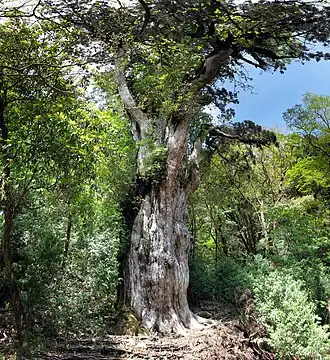 Image illustrative de l’article Jōmon sugi