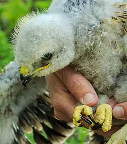 Buse variable encore au nid, recouverte de duvet blanc, dans la main d'un humain qui vient de lui poser une bague métallique sur le tarse