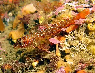 Jordania zonope.