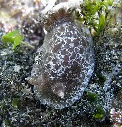 Jorunna pantherina