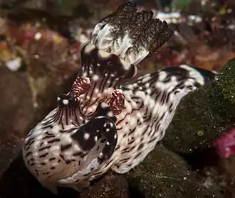 Jorunna rubescens