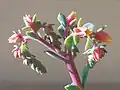 Echeveria sp. fleurie.