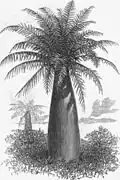 Gravure scientifique montrant un jeune palmier au stipe massif malgré sa faible hauteur.