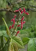 Fleurs femelles