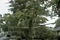 Fleurs de Juglans cinerea