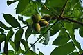 Fruits de Juglans mandshurica