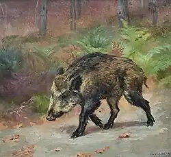 Sanglier.
