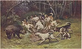 Sanglier au ferme.