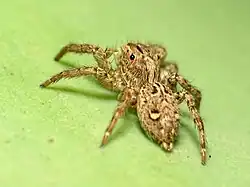 Plexippus paykulli sur du papier vert