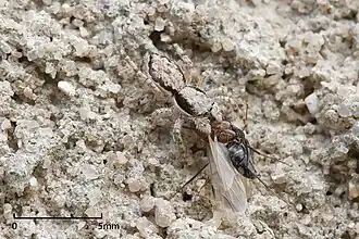 Le camouflage permet aux prédateurs de capturer leurs proies, comme ici une araignée sauteuse du genre Menemerus.