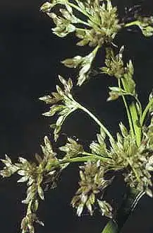 Description de l'image Juncus roemerianus.jpg.