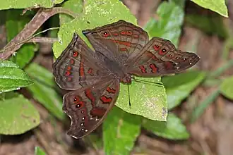 Junonia goudoti